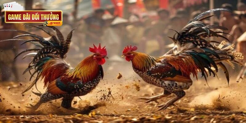 Giống gà tre với thân hình nhỏ nhắn nhưng với tốc độ di chuyển vô cùng linh hoạt